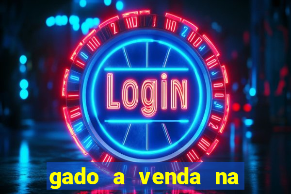 gado a venda na bahia olx
